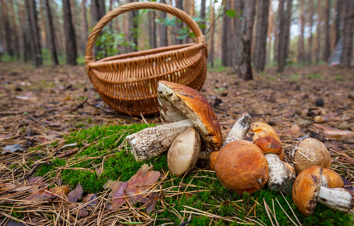 Аномалия 2010 года повторилась: до конца сентября в Тульской области не будет грибов
