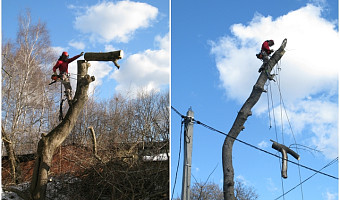 Профессия – «древесный хирург»: арборист рассказал, как работает с деревьями в условиях урбана