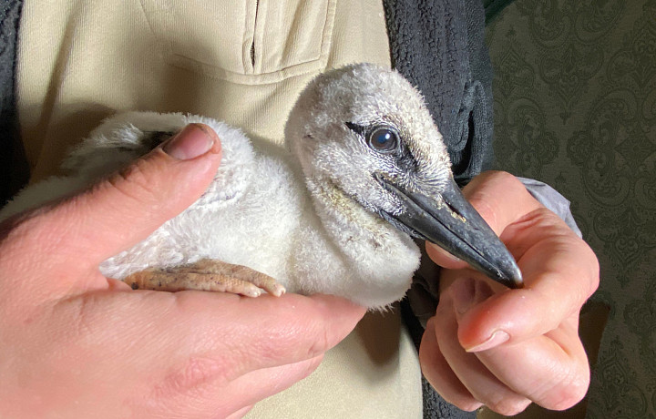 Тульские волонтеры спасают птенца аиста, выпавшего из гнезда