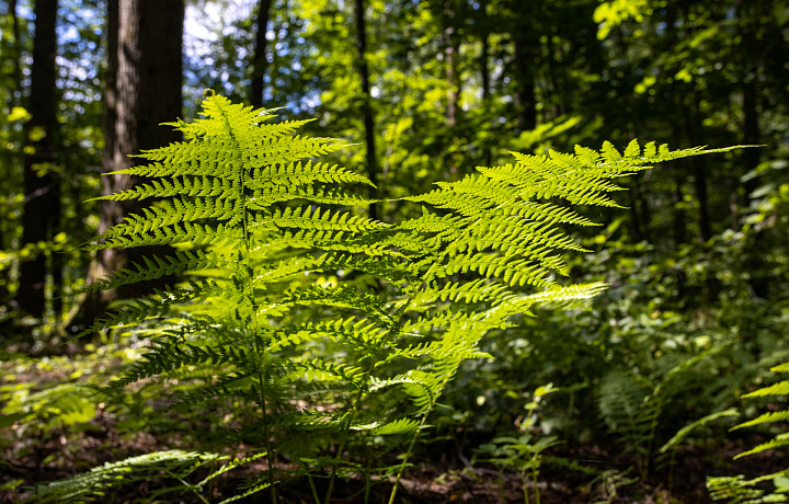 Тулякам рассказали, что нельзя делать в Финогеев день 29 июля