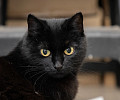 Вестники неудачи или пушистые милашки: тульские черные кошки ищут своих хозяев