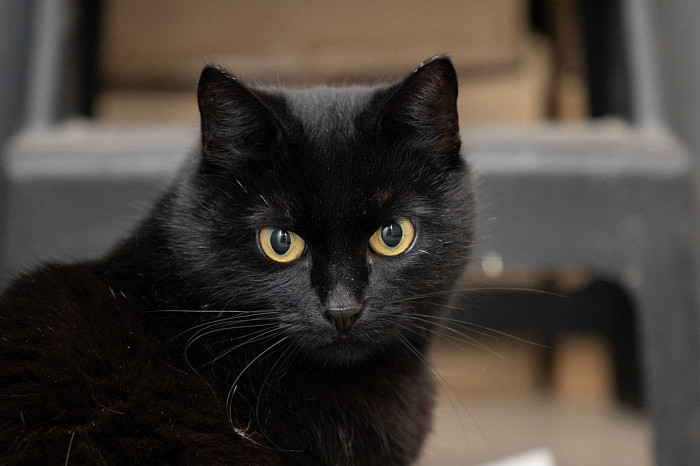 Вестники неудачи или пушистые милашки: тульские черные кошки ищут своих хозяев