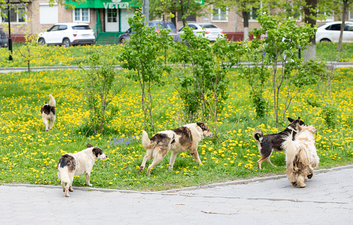 Животным не место дома? Плати! Депутат Госдумы предложил штрафовать нерадивых хозяев за оставленных на улице четвероногих