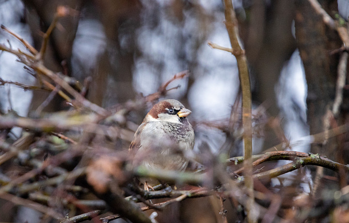 1 марта: какой праздник сегодня, этот день в истории России и Тульской области
