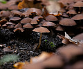 Осенние грибы в Центральном парке: что растет в центре Тулы