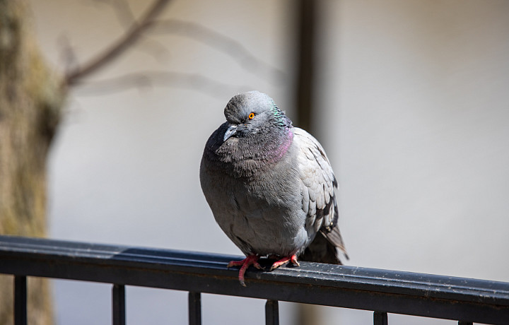 Не подбирайте больных птиц: орнитолог рассказала, почему стоит избегать мест массового скопления голубей