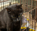 Вестники неудачи или пушистые милашки: тульские черные кошки ищут своих хозяев