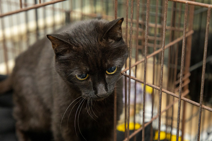 Вестники неудачи или пушистые милашки: тульские черные кошки ищут своих хозяев