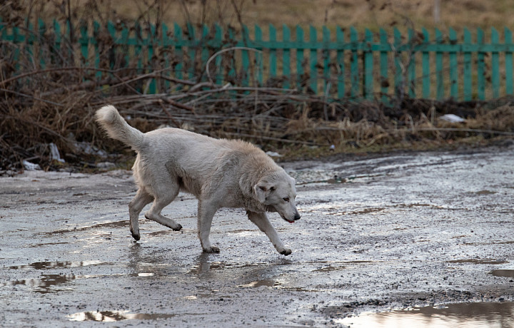 В Туле у городского кладбища женщину покусала бродячая собака