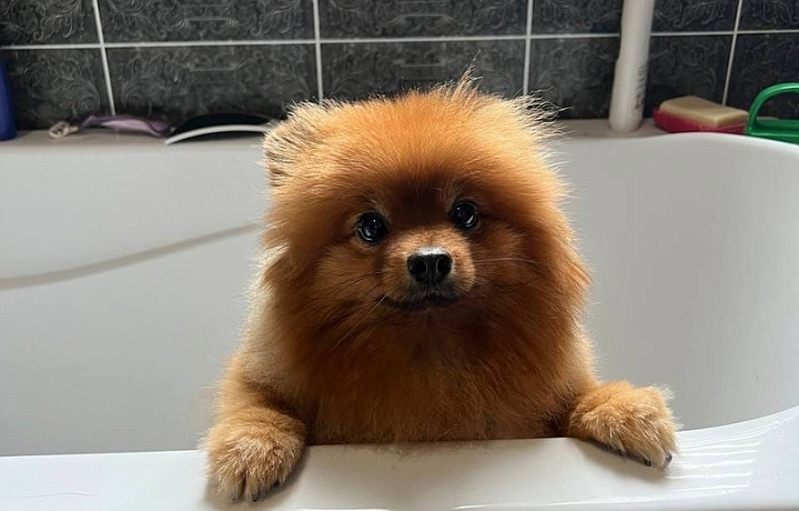 Туляки рассказали за что благодарны своим собакам: семь милых видео с животными