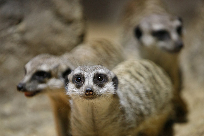 «Сурикаты агрессивно относятся к чужакам»: стоит ли заводить таких питомцев в доме