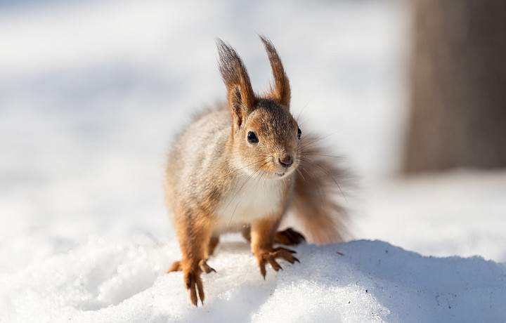 Синоптик Ильин рассказал, какая погода будет в Тульской области в международный женский день