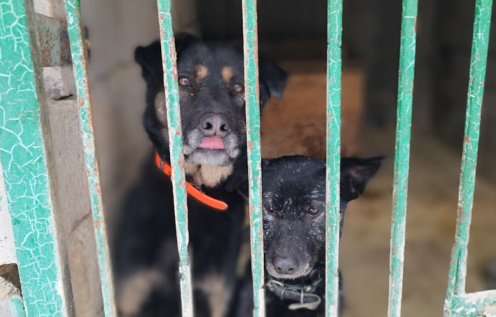Собачьи судьбы: четыре истории о бездомных собаках, которые заставляют улыбаться и плакать