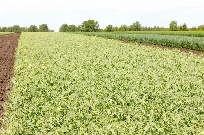 Аргентинцы, сладости и многокилометровая выставка: как проходит «День поля» в Тульской области