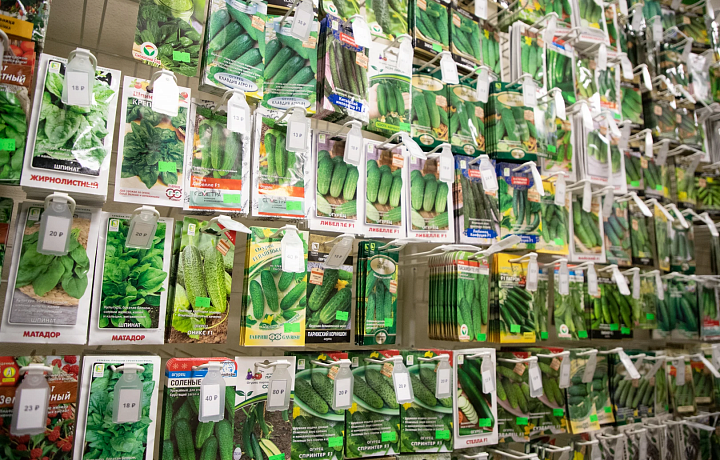 В Тульской области продавались семена огурцов, не внесенные в Госреестр