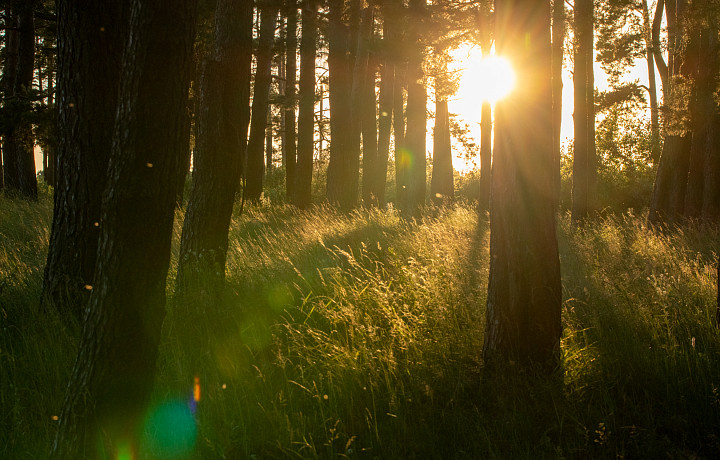 Высокая степень пожароопасности сохраняется в Тульской области