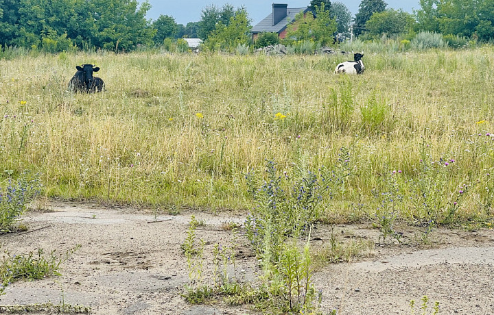 В Тульской области сократилось поголовье крупного рогатого скота