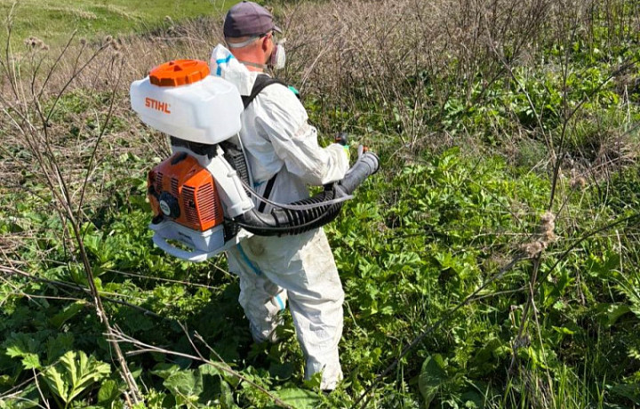 В Туле более 650 га обработали от борщевика Сосновского