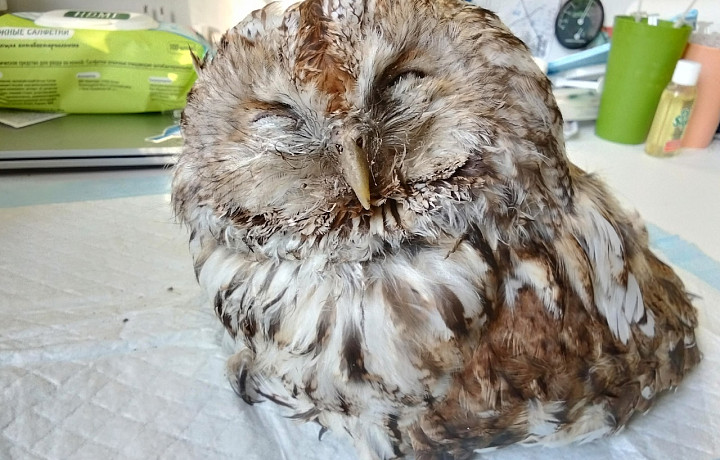 «Фоткались с полутрупом»: В Баташёвский парк в Туле выкинули умирающую сову