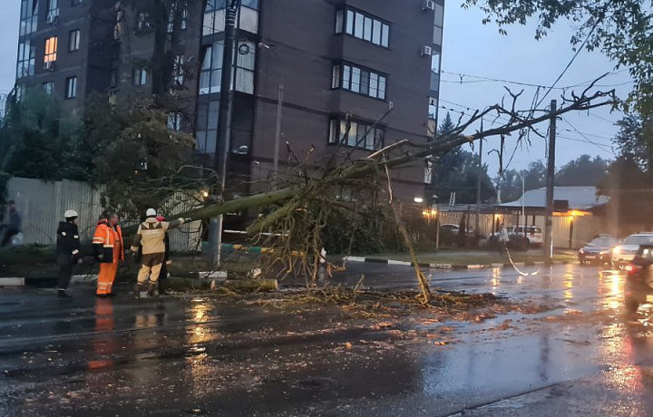 На улице Руднева в Туле упавшее дерево перекрыло дорогу