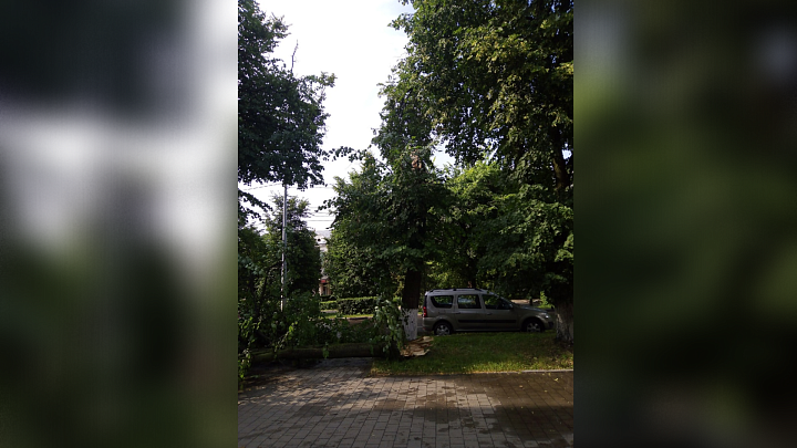 На улице Комсомольской в Новомосковске после грозы свалилось дерево