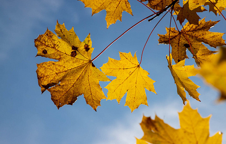 Народные приметы 26 сентября: почему в Корнилов день нельзя жениться