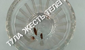 В столовой тульской школы нашли тараканов в стакане