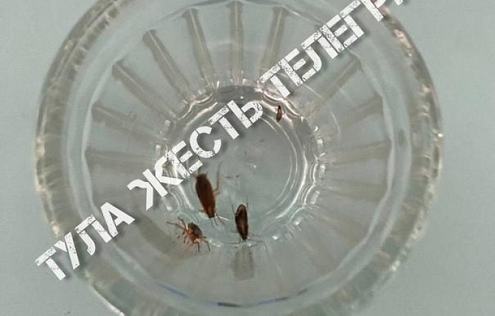 В столовой тульской школы нашли тараканов в стакане