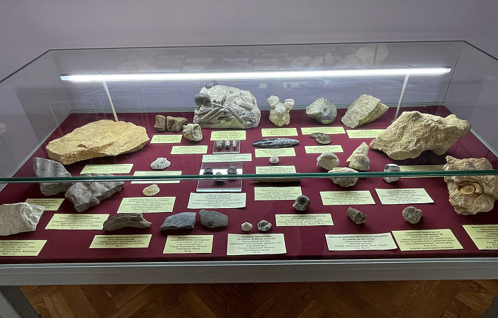 История внутри истории: в городской застройке Тулы хранятся десятки экспонатов возрастом в сотни миллионов лет