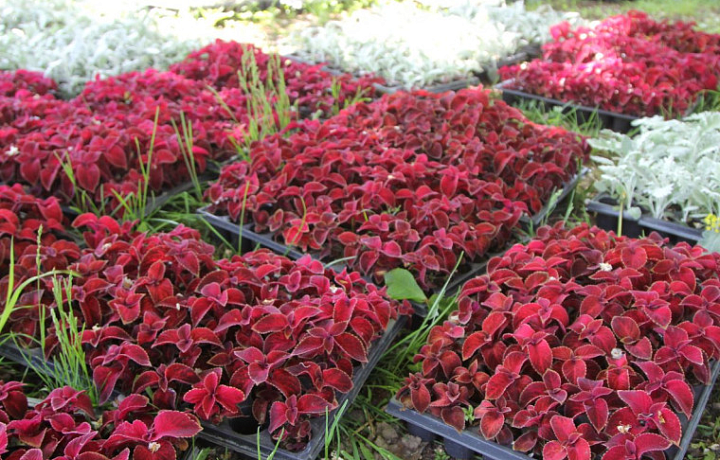 В Туле в 2024 году высадят более 2,7 тысяч деревьев и трех тысяч кустарников