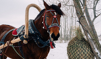 На Куликовом поле впервые отметят Богатырскую Масленицу