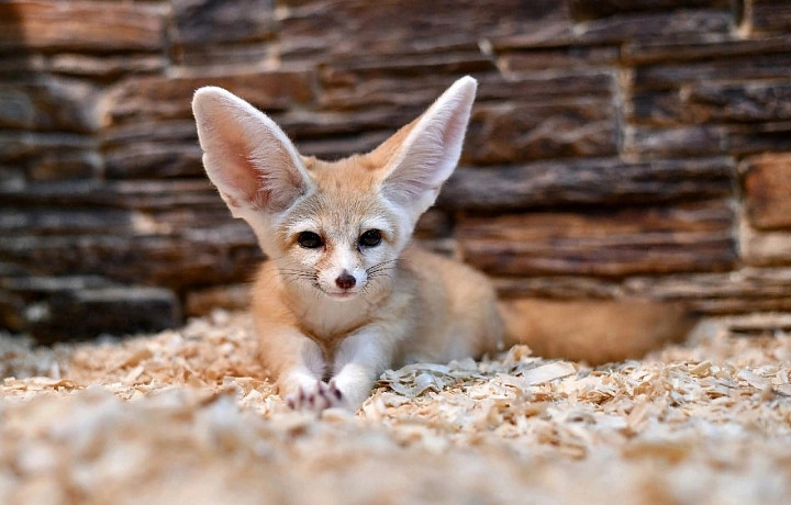 В старом здании Тульского экзотариума выбрали самых популярных животных сентября