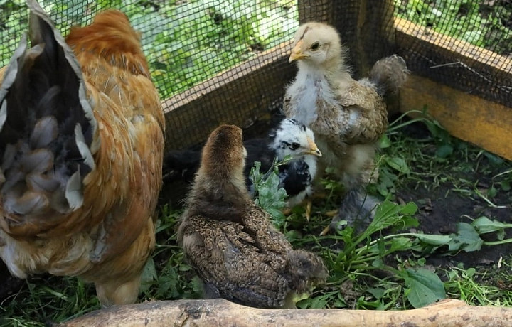 Павлин Изольда из новомосковского зоопарка «Лукоморье» снова стала мамой