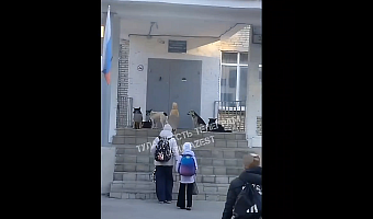 Детей в тульском Плеханово на пороге школы встречает свора собак