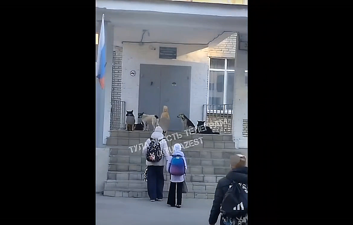 Детей в тульском Плеханово на пороге школы встречает свора собак