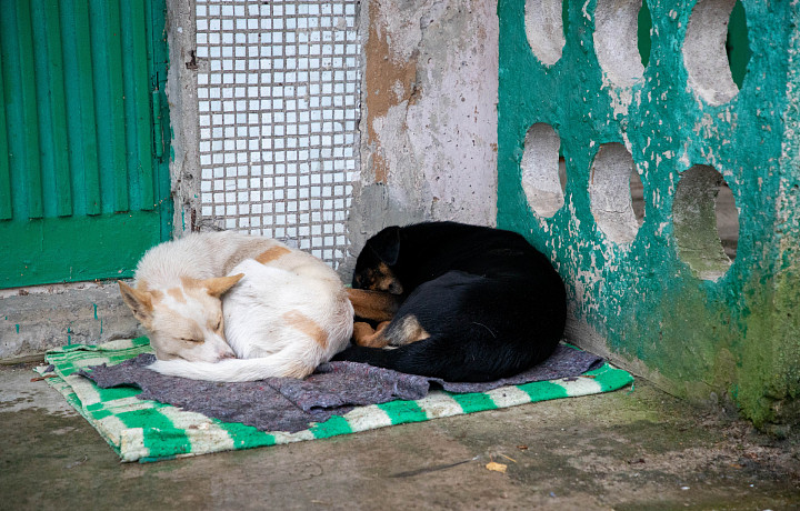 С начала года в медучреждения Тульской области после укусов собак обратились 40 детей