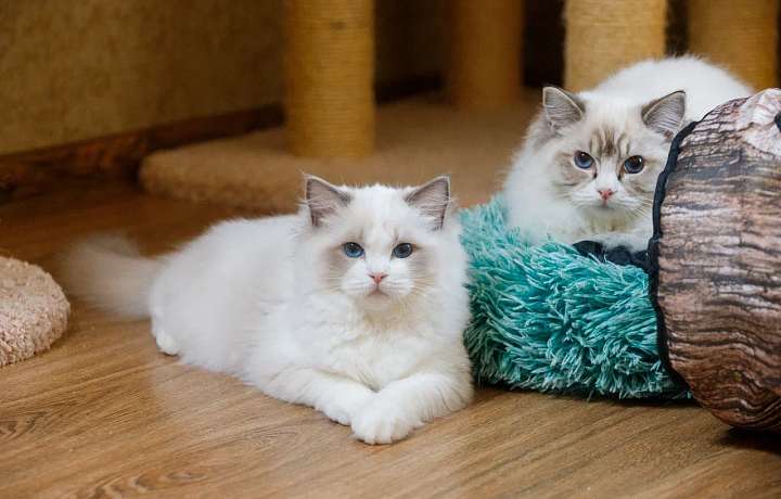 В российском представительстве компании Farmina прокомментировали ограничение ввоза кормов для животных в страну