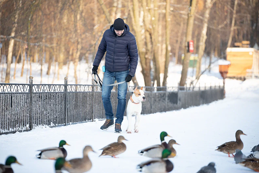 В России предложили ввести налог на выгул собак | ТСН24