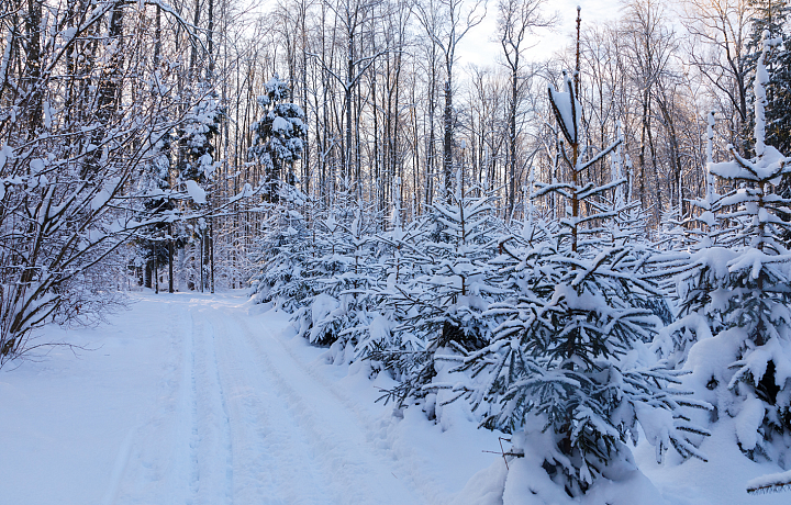 Хвойные деревья в Ясной Поляне возьмут под охрану