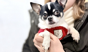 У меня же лапки! Гулять ли с домашними питомцами в сильный мороз и как распознать обморожение – мнение ветеринара