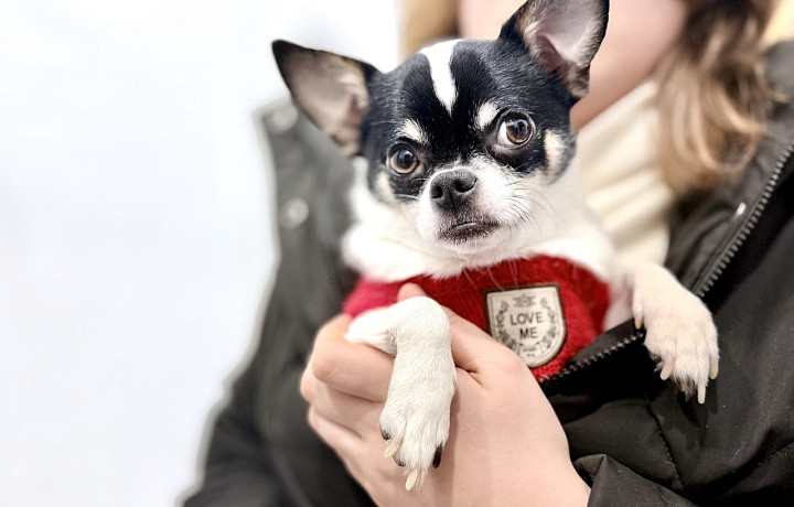 У меня же лапки! Гулять ли с домашними питомцами в сильный мороз и как распознать обморожение – мнение ветеринара