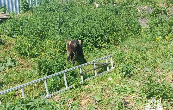 В Белеве спасатели МЧС вызволили козленка из колодца