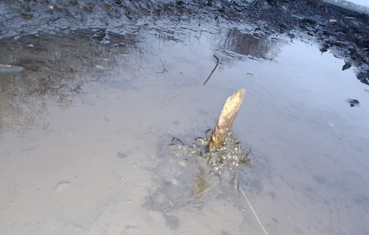 В Тульской области опять обнаружили разбросанные шипы-ловушки