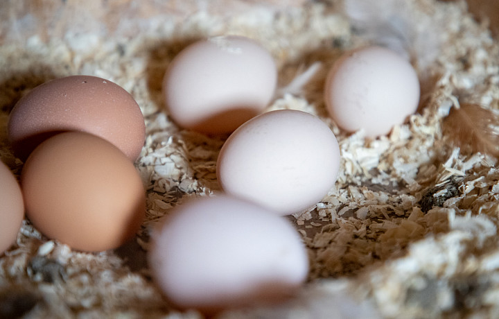Полупустые полки и высокие цены: сколько стоят куриные яйца в супермаркетах Тулы