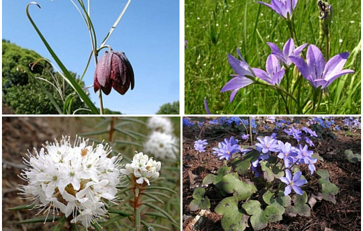 В Тульской области могут исчезнуть 12 красивых цветов
