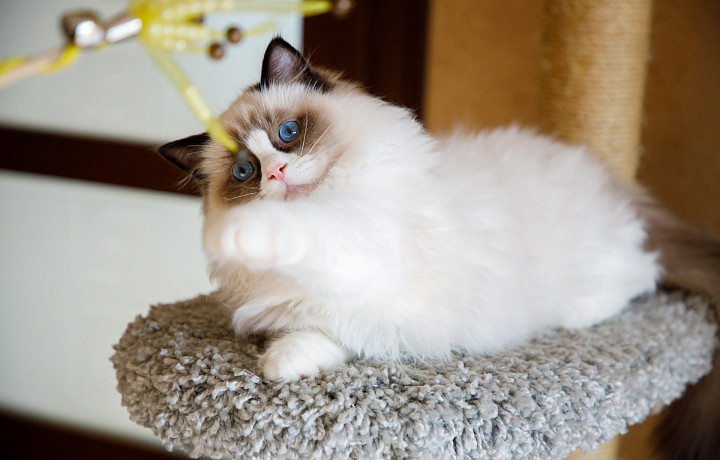 Китайский Новый год по-тульски: самые милые кролики и котики региона