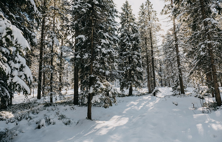 Один в поле воин: что делать, если оказался зимой вдали от цивилизации?