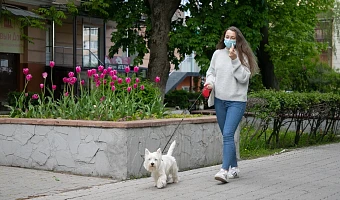 Чем короче маршрут, тем проще документы: какие прививки и сертификаты нужны питомцу в путешествии