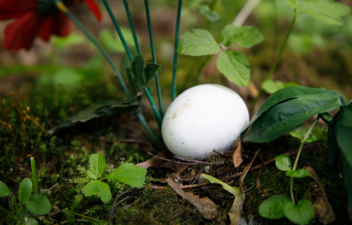 Сдвиг по грибной фазе: что собирать в лесах Тульской области в засушливый июль