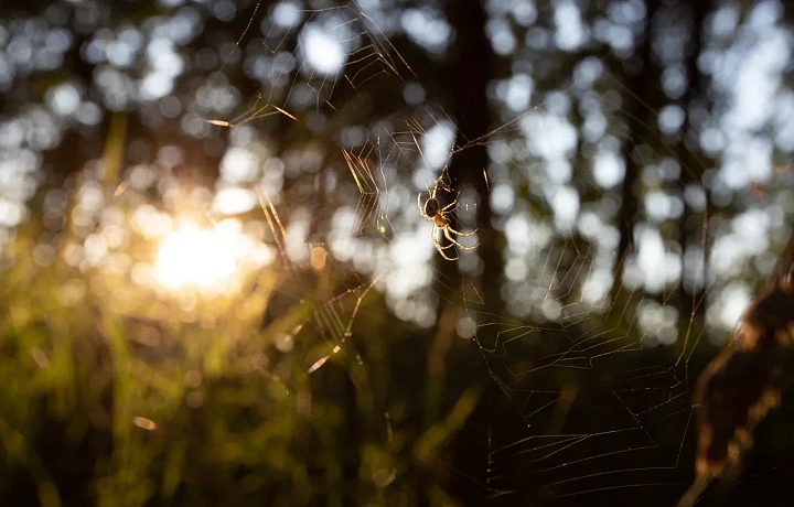 Названы самые зеленые районы Тульской области